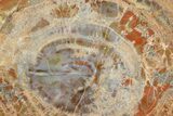 Polished Petrified Wood (Araucaria) Round - Arizona #180235-1